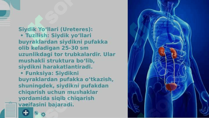 Urologiya 4