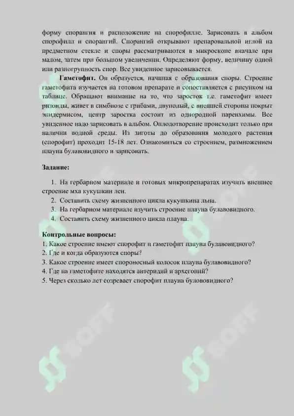 ПЛАУНООБРАЗНЫЕ – LYCOPODIOPHYTA 2