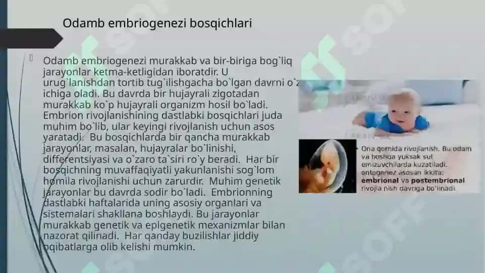 Odam embriogenezining qaltis davrlari 3