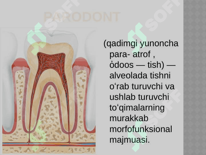 Bolalarda parodont tuzilishining anatomik va fiziologik xususiyatlari 2