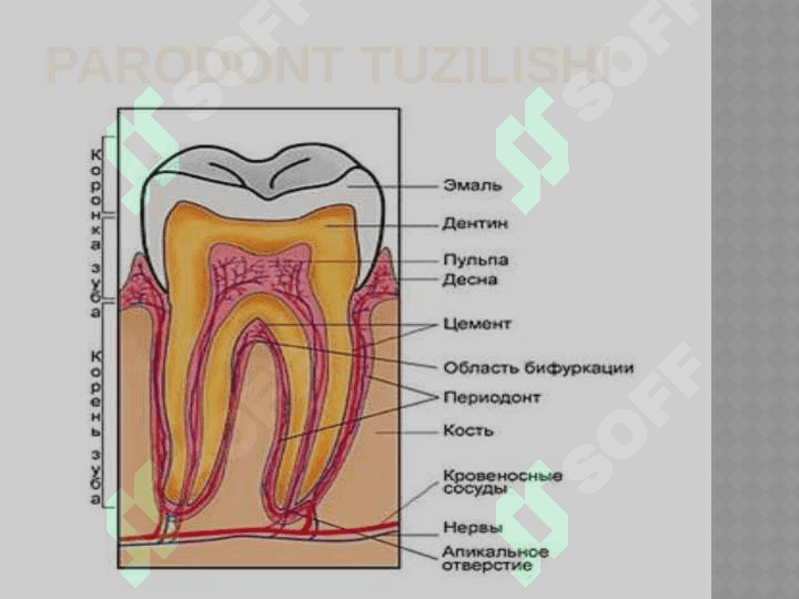 Bolalarda parodont tuzilishining anatomik va fiziologik xususiyatlari 3