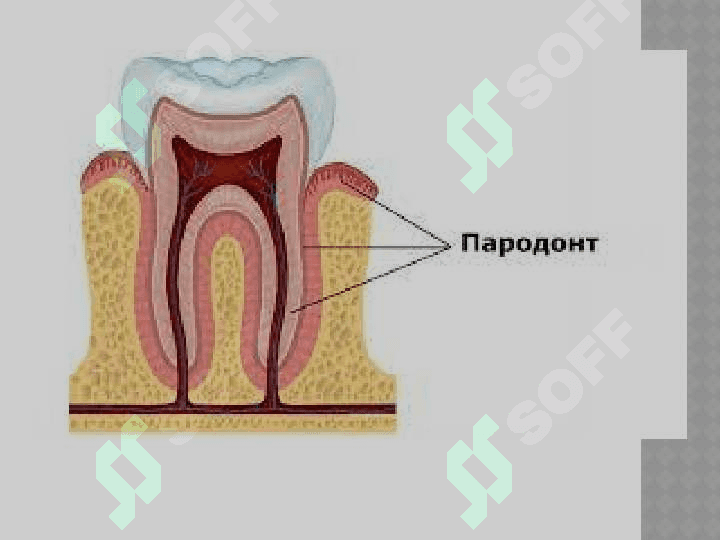 Bolalarda parodont tuzilishining anatomik va fiziologik xususiyatlari 6