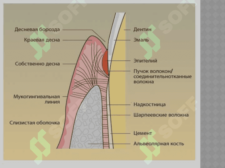 Bolalarda parodont tuzilishining anatomik va fiziologik xususiyatlari 8