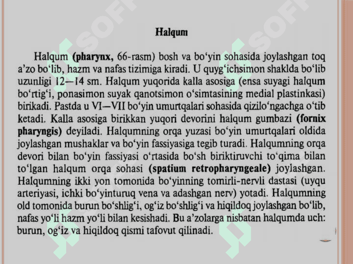 Halqum funksional va
topografik anatomiyasi 2