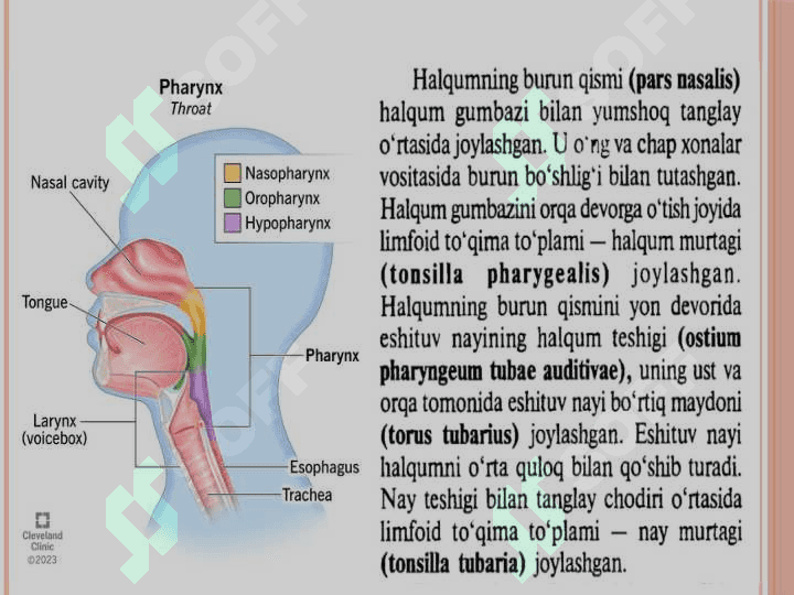 Halqum funksional va
topografik anatomiyasi 4