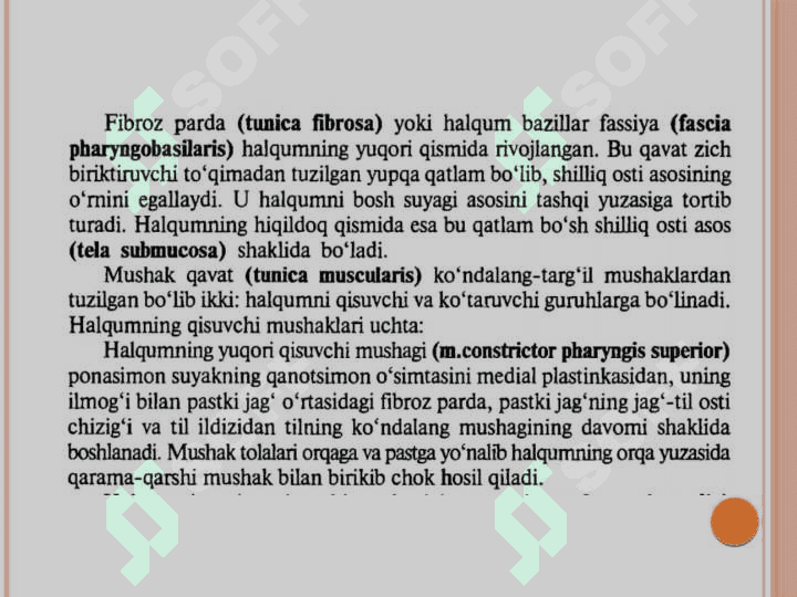 Halqum funksional va
topografik anatomiyasi 7