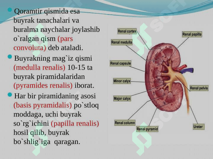 Ayiruv tizimining yosh xususiyatlari va gigiyenasi 7