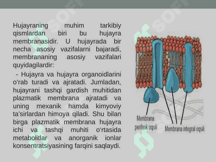 BIOLOGIK MEMBRANALARDAGI FIZIK JARAYONLAR 4
