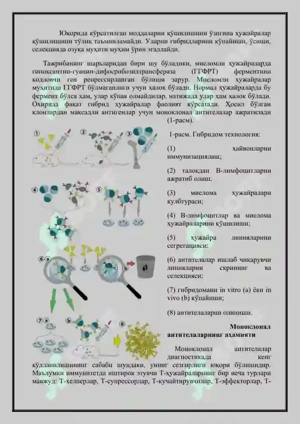 Моноклонал антителалар 2