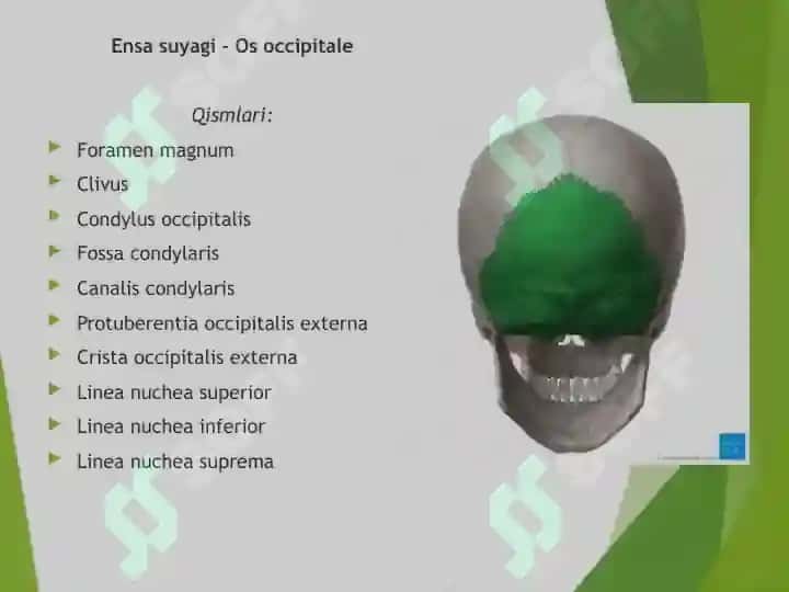 Cranium-Kalla suyagi Краниум Калла суяги 3