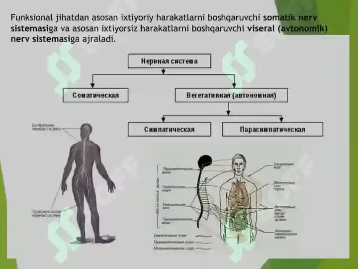 Nerv sistemasi, Neyronlar, Markaziy nerv sistemasi  нерв системаси нейронлар  марказий нерв системаси 3
