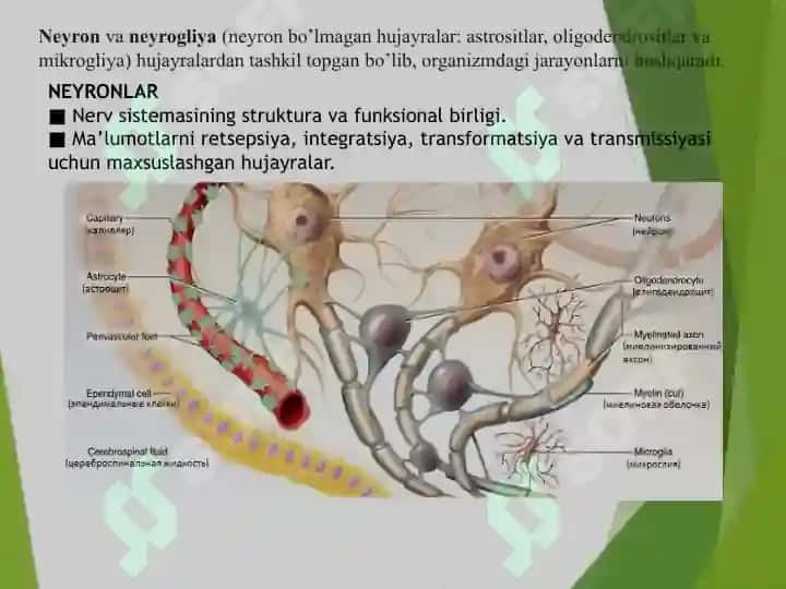 Nerv sistemasi, Neyronlar, Markaziy nerv sistemasi  нерв системаси нейронлар  марказий нерв системаси 4