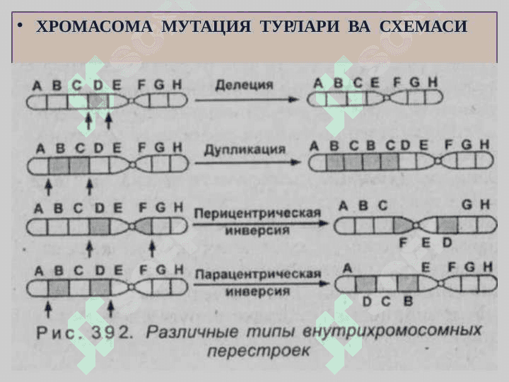 ГЕН, МУТАЦИЯ, ГЕНЕТИК КАСАЛЛИКЛАР 7