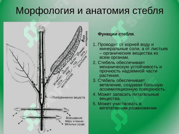Mороологическое строение стеблей разныx типов 2