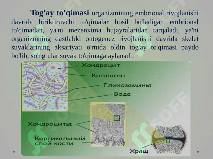 Tog’ay va suyak to’qimalari, hujayralari va oraliq modda tuzilishi 2