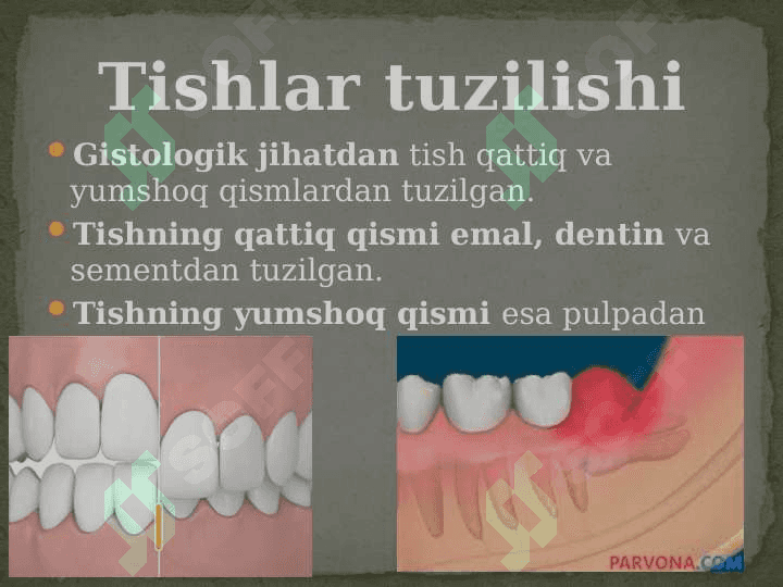Tishlarning tuzilishi 5
