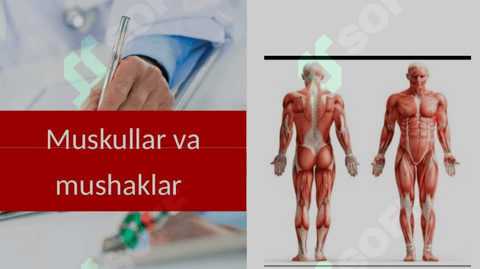 Mushaklar va muskullar 2