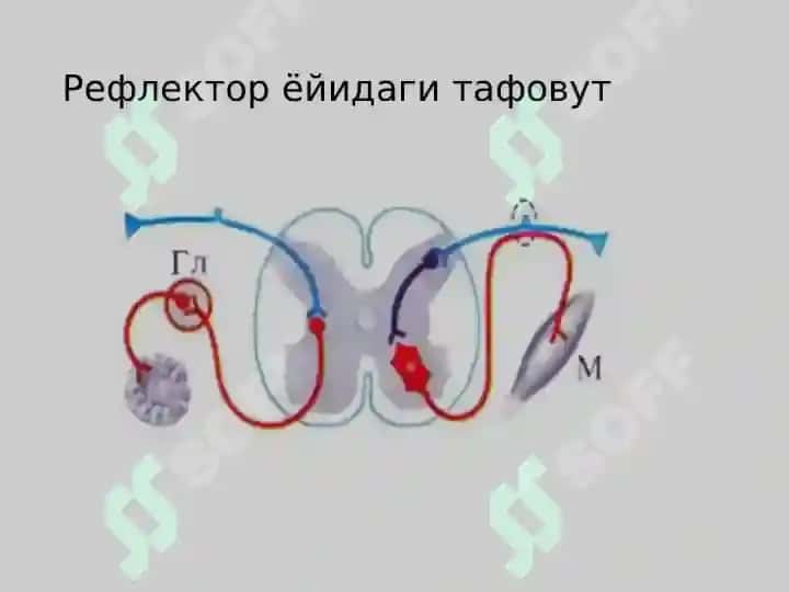 Вегетатив нерв тизими 4