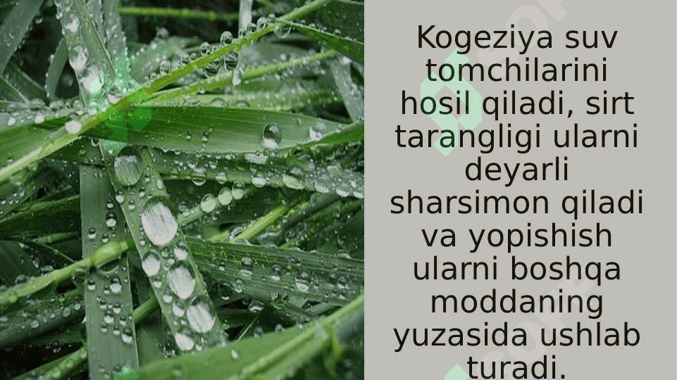 Biofizikadan slayd 6