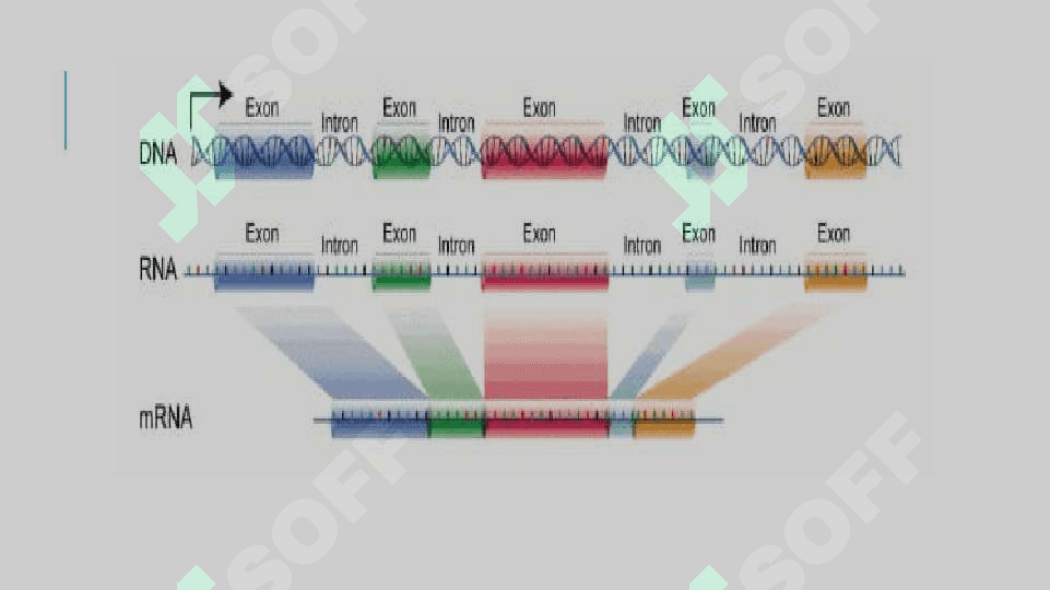 Initronlar, transpozonlar, plazmidlar 6