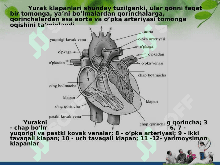 Qon aylanish tizimining anatomik fiziologik hususiyatlari 4