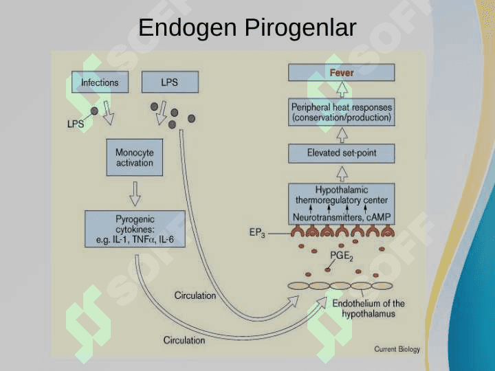 Pirogen moddalarning termoregulyatsiyadagi ahamiyati 8