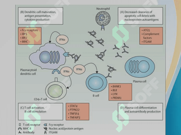 Immunologik Tolerantlik Nuqsonlari va Autoimmun Kasalliklar 4