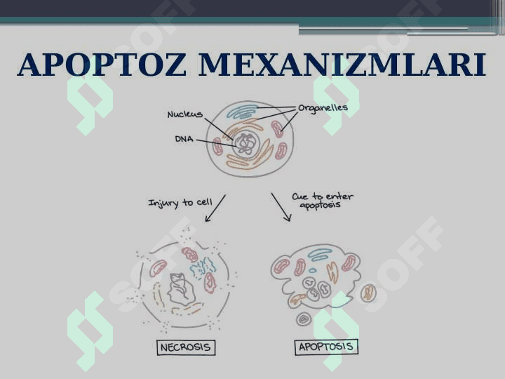 Apoptoz mexanizmlari 2