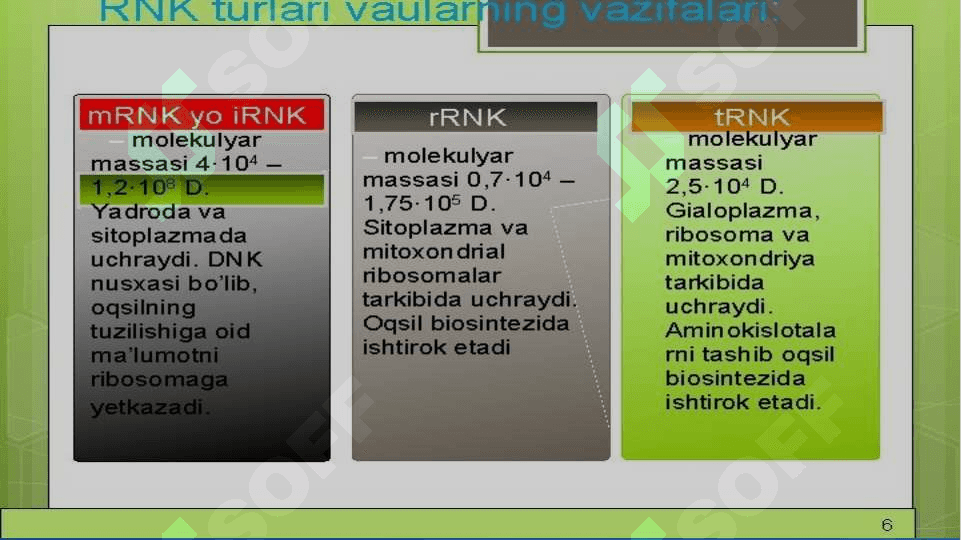 Nuklein kislotalar 7