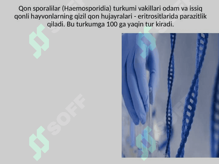 Qon sporalilar (Haemosporidia) turkumi vakillari odam va issiq qonli hayvonlarning qizil qon hujayralari - eritrositlarida parazitlik qiladi. Bu turkumga 100 ga yaqin tur kiradi. 2
