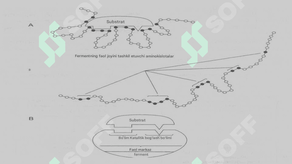 Fermentlarning o'ziga xosligini o'zgartirish va nanotexnologik muammolar va ISTIQBOLLAR 4