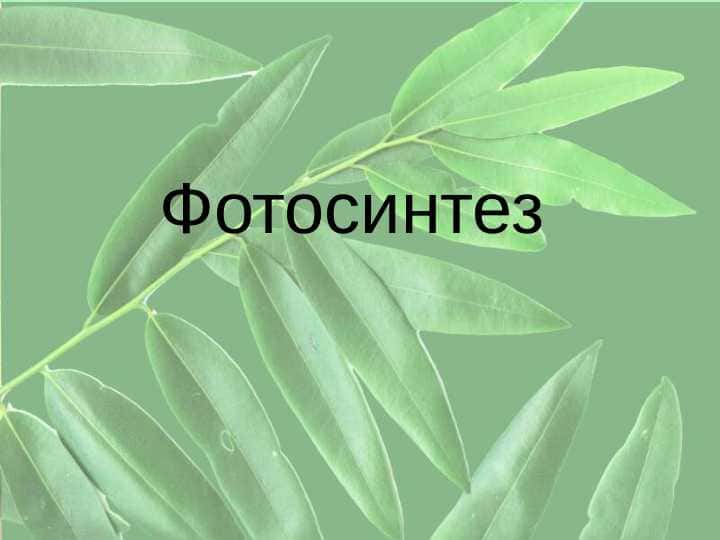 fotosintez 1