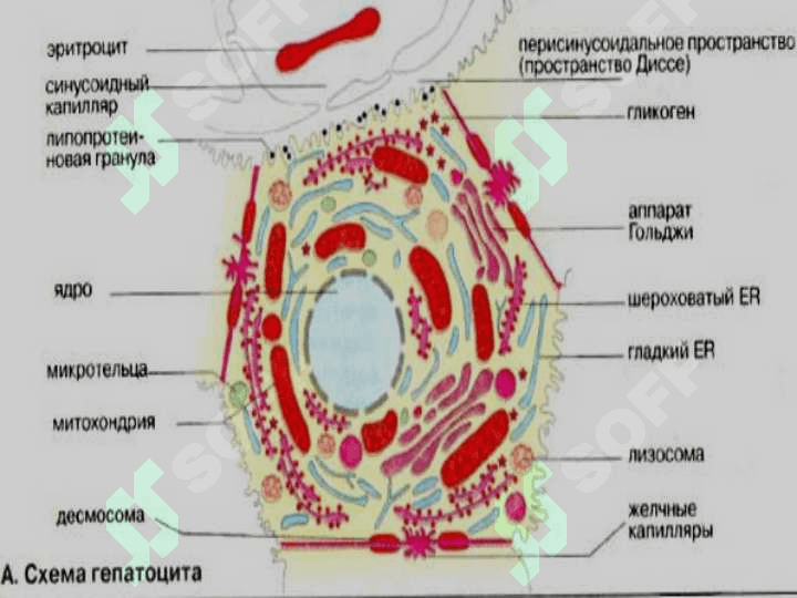jigar bioximyasi 3