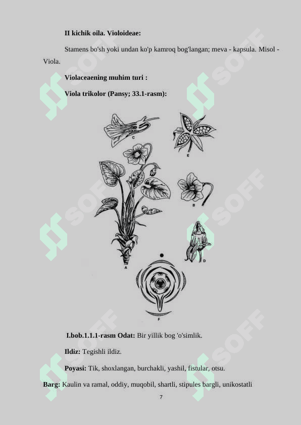 Violaceae oilasi. Gunafshadoshlar oilasi. 7