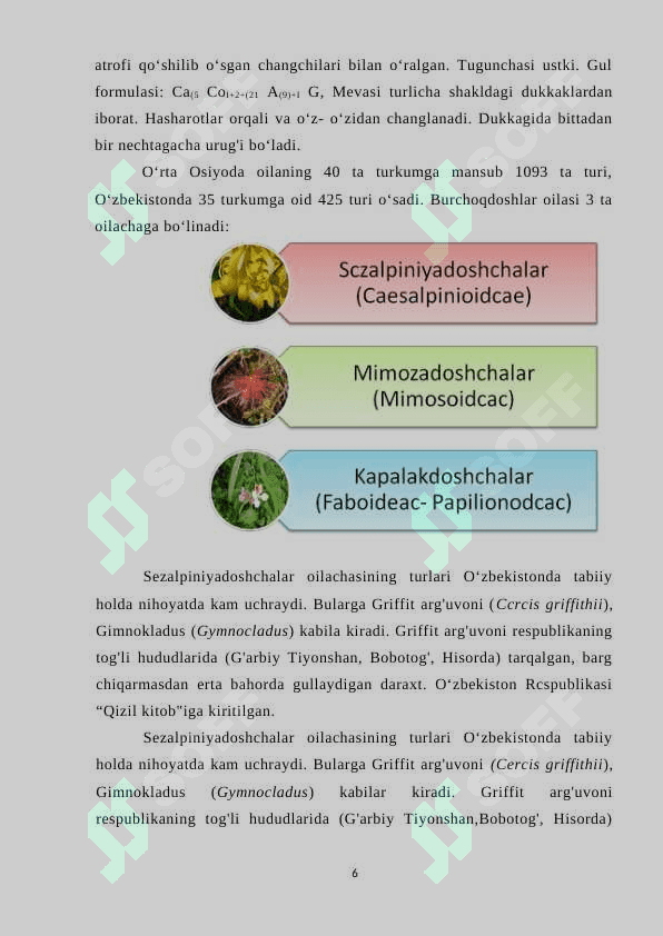 BURCHOQDOSHLAR OILASI 6