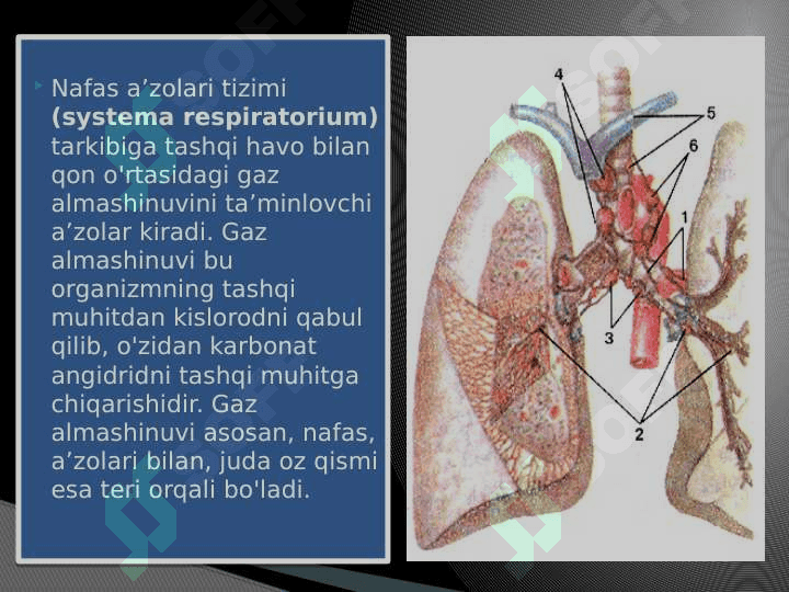 O’pkaning nafasga oid bo’lmagan funksiyalari 3