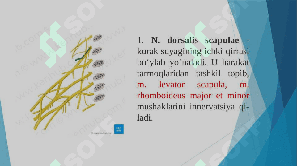 Yelka chigali 6