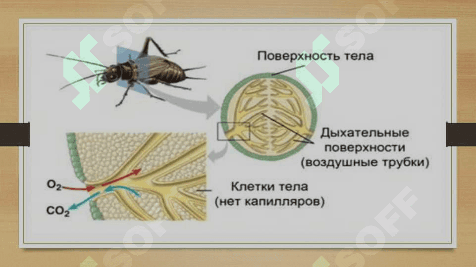Nafas olish tizimi filogenezi va buzilishi. 8