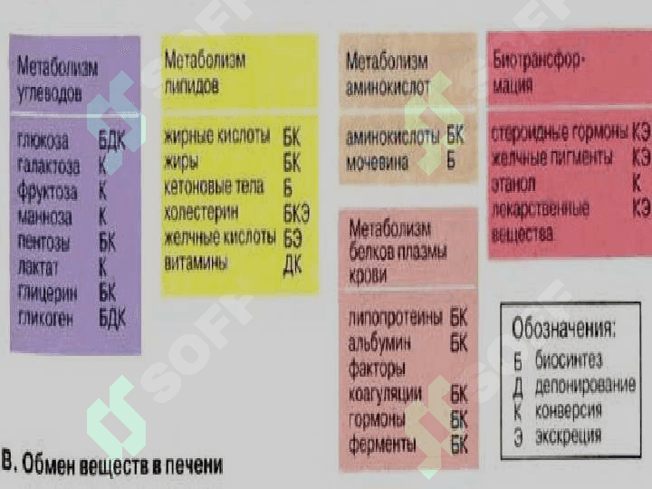 ЖИГАР БИОХИМИЯСИ . Jigar biokimyosi 7