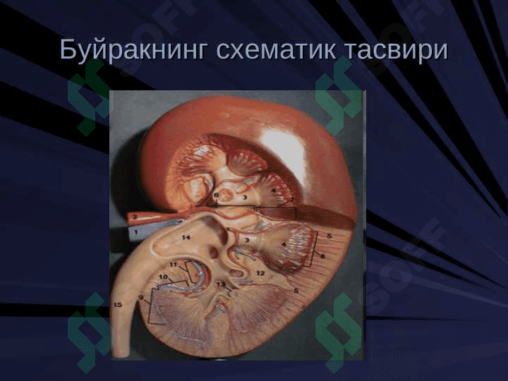 Буйрак биокимёси . Buyrak biokimyosi 4