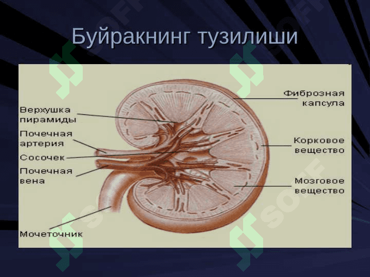 Буйрак биокимёси . Buyrak biokimyosi 5