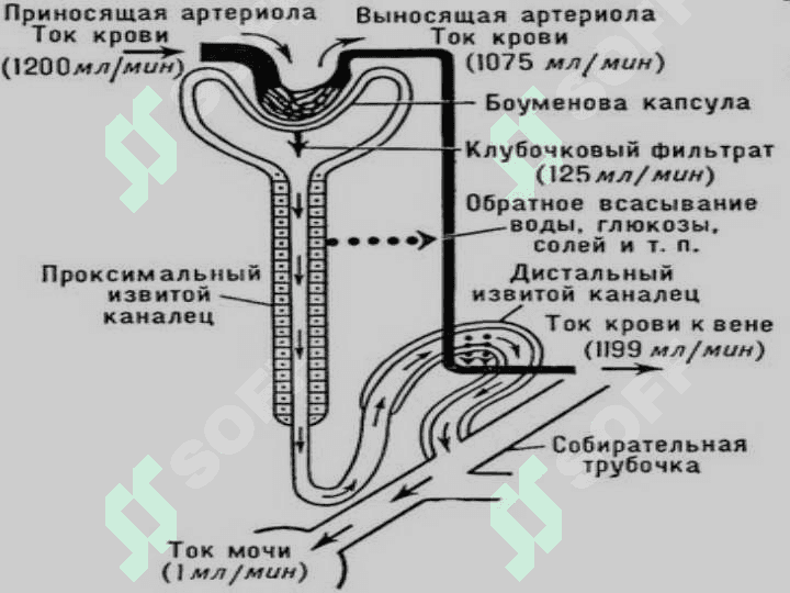 Буйрак биокимёси . Buyrak biokimyosi 7