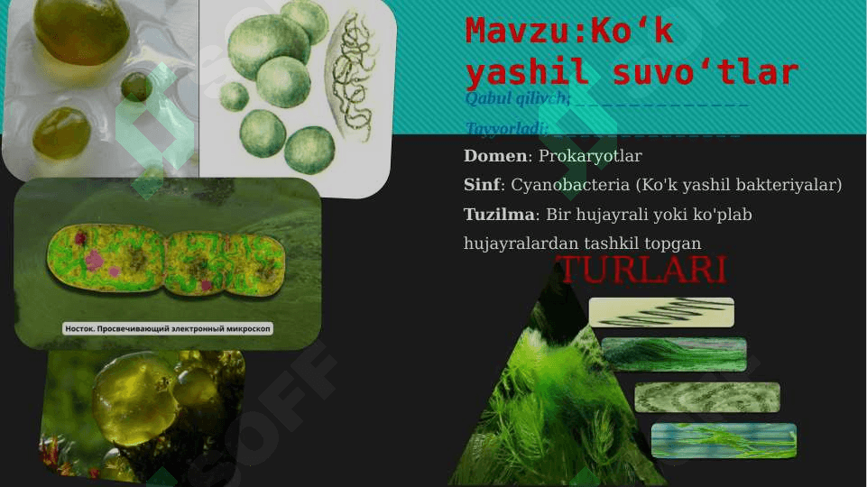 Ko'k yashil suvo'tlar 2