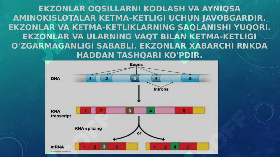 Ekzon va interonlar 3
