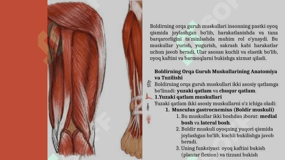 BOLDIRNING ORQA GURUH MUSKULLARI 3