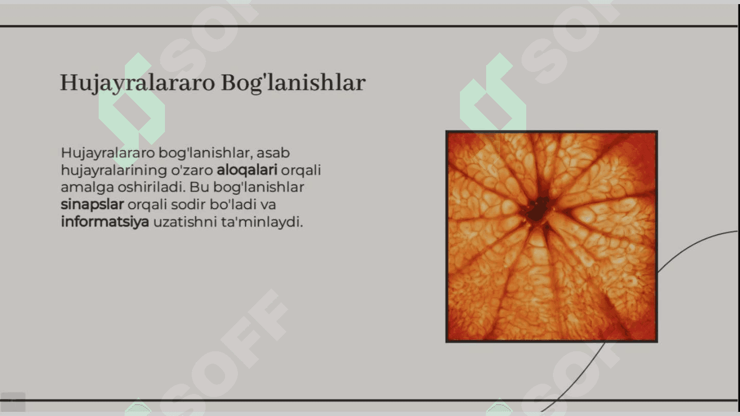 Bosh miya yarimsharlari po'stlog'ida hujayralararo bog'lanishlar va gipoksiyaga reaksiya 5