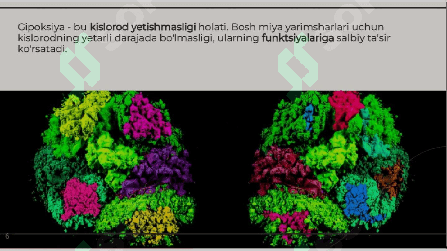 Bosh miya yarimsharlari po'stlog'ida hujayralararo bog'lanishlar va gipoksiyaga reaksiya 7