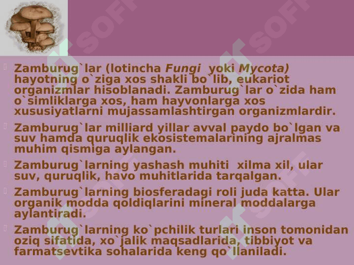 Zamburug' 2