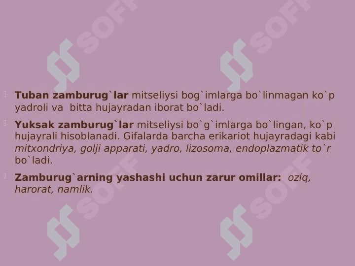Zamburug' 6