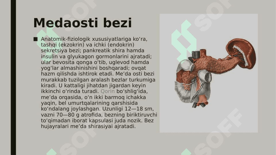 Meda osti bezi, jigar, o’t pufagi 2